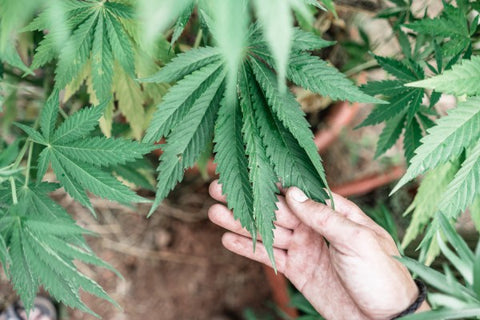 mains touchant les feuilles de la plante de marijuana