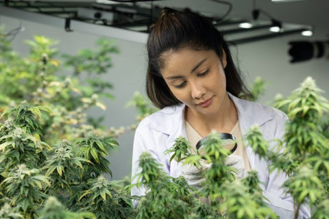 cientifica observando plantas de marihuana