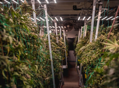 culture de cannabis en intérieur avec des ventilateurs au mur