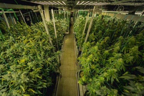 cultivo indoor cannabis
