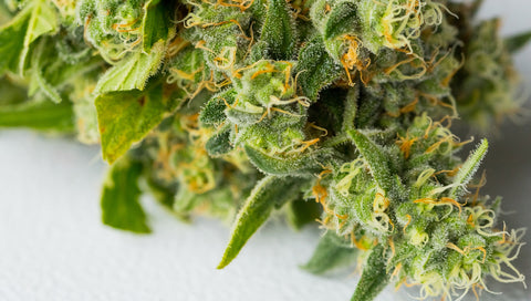 gros plan de bourgeons de cannabis
