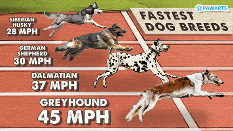 How fast can German Shepherd run