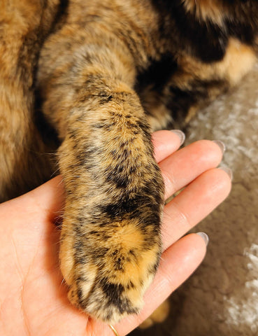 猫　あったかい　猫の毛　気になる　猫の毛　掃除　猫の毛がつかない服　着圧ソックス