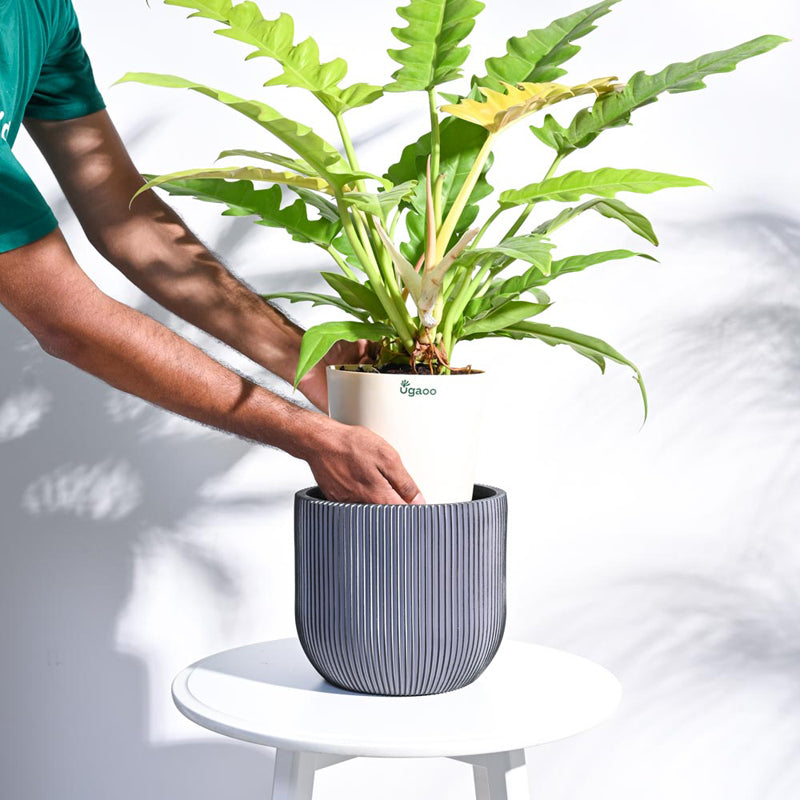 Buy UGAOO Planter Ball Groove - Black Pots & Planters from Vaaree