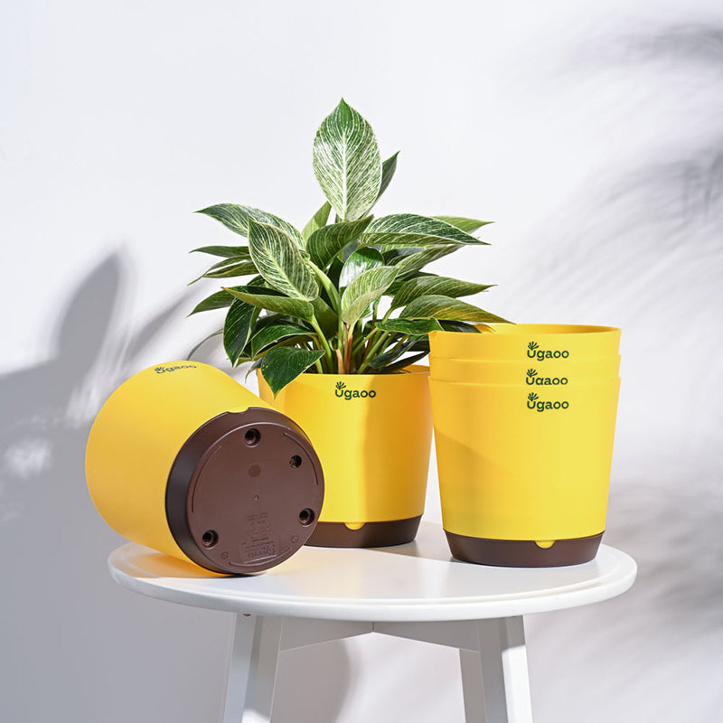 Buy Ugaoo Mossy Bottom Plastic Planter (Yellow) - Set Of Five Pots & Planters from Vaaree