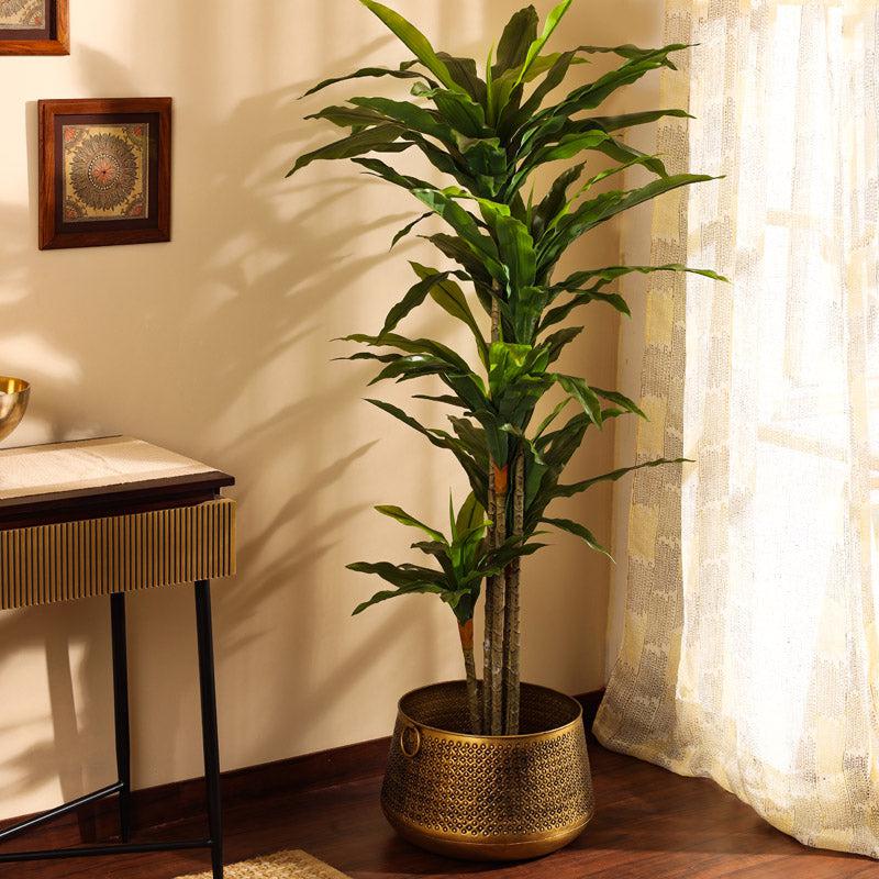 Buy Faux Realistic Dracaena Plant With Black Plastic Pot - 5.6 Feet Artificial Plants from Vaaree