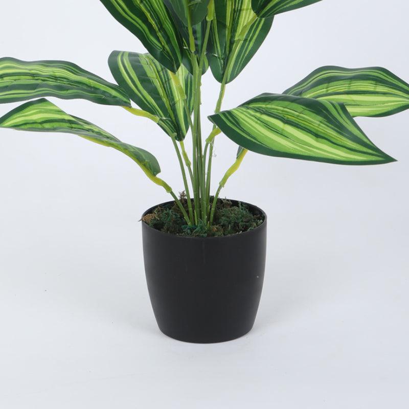 Buy Faux Leopard Lily Plant With Pot (50 cms) - Set Of Two Artificial Plants from Vaaree