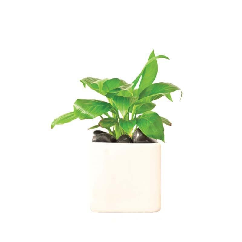 

Ugaoo Square White Ceramic Pot