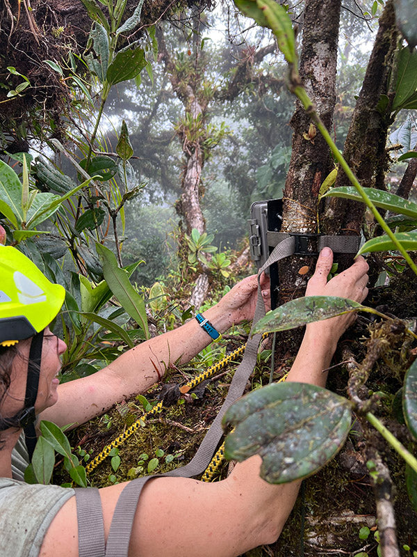 Attaching recording equipment to tree