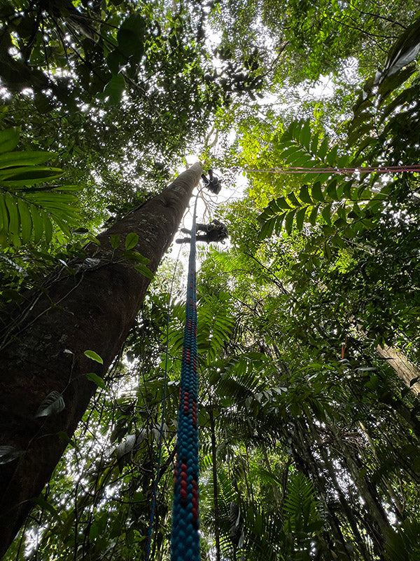 accessing the rain forest canopy
