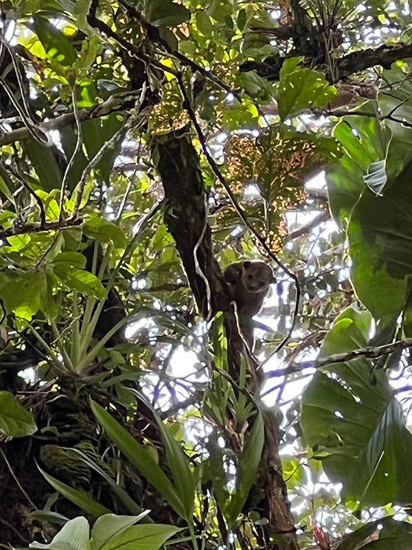 Margay in tree