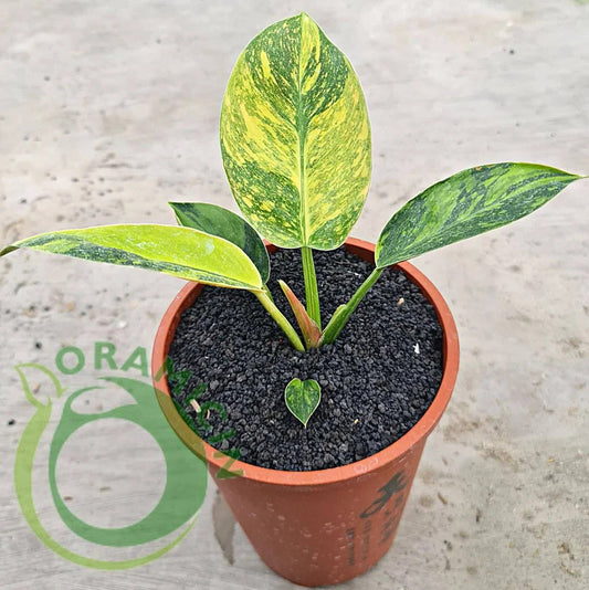 Epipremnum Pinnatum Marble variegated ORAMICIN – oramicin