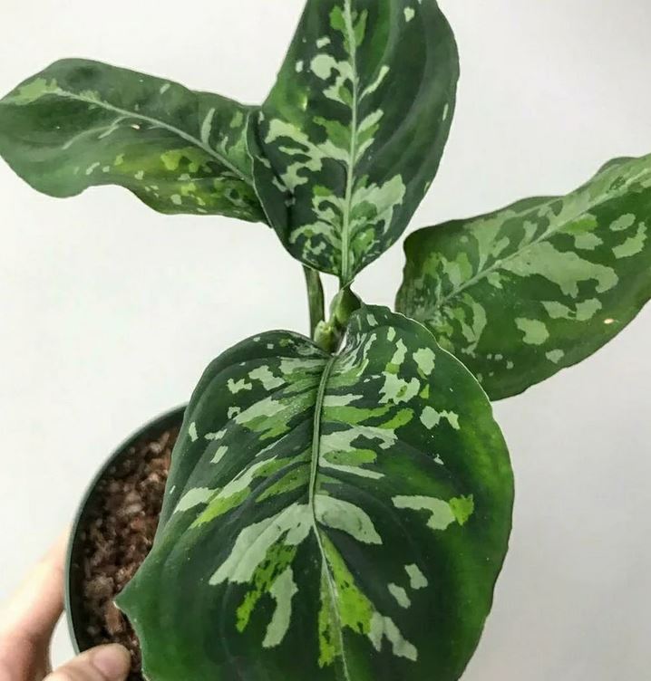 Aglaonema Army (Pictum Tricolor X Rotundum Aceh) ORAMICIN – oramicin