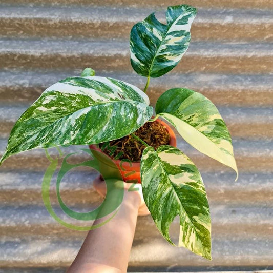 Variegated Epipremnum Pinnatum Marble Rare Epipremnum Collector Plant US  Stock 