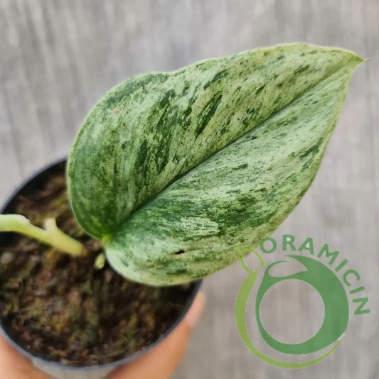 Epipremnum Pinnatum Marble variegated ORAMICIN – oramicin