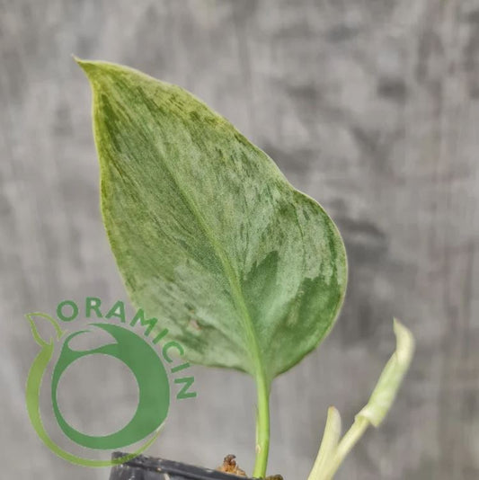 Epipremnum Pinnatum Marble variegated ORAMICIN – oramicin