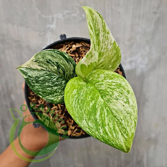 Epipremnum Pinnatum Marble variegated –