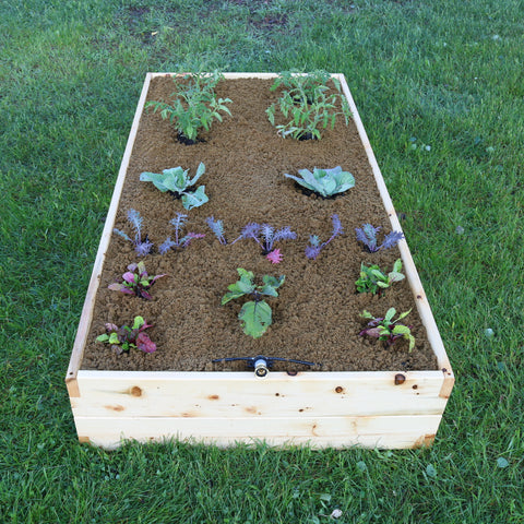 A Doug Garden Kit that is a raised garden bed built using sustainably sourced cedar boards, containing the best and healthy vegetable garden soil, and is covered by Doug Soil Conditioning Mulch that will feed and protect your soil allowing you to grow nutrient dense vegetables. 