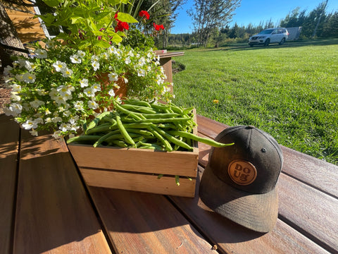 A quick trip to the Doug Gardens Farm Garden in the morning allowed us to harvest a full weeks worth of bush beans. 