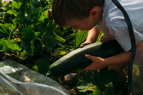 Our kids loved going down to the Garden and picking giant zucchinis from the Doug Garden Raised Bed Kits from our Alberta Garden 