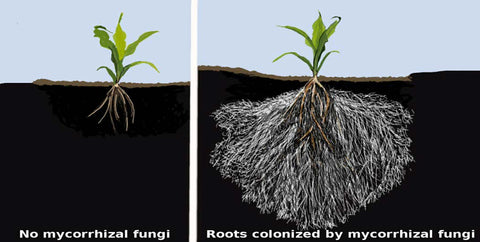 Mycorrhizal fungi has a major impact on soil health and the ability for your soil to grow nutrient dense vegetables