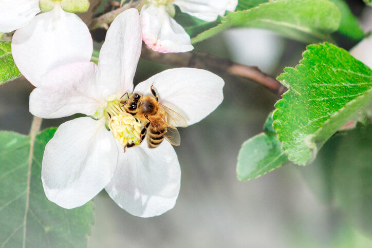 Manuka Honey Flower