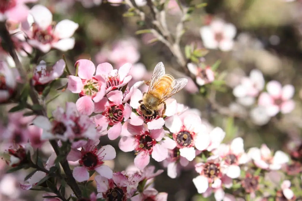 Manuka Flower Bee Manuka Hut