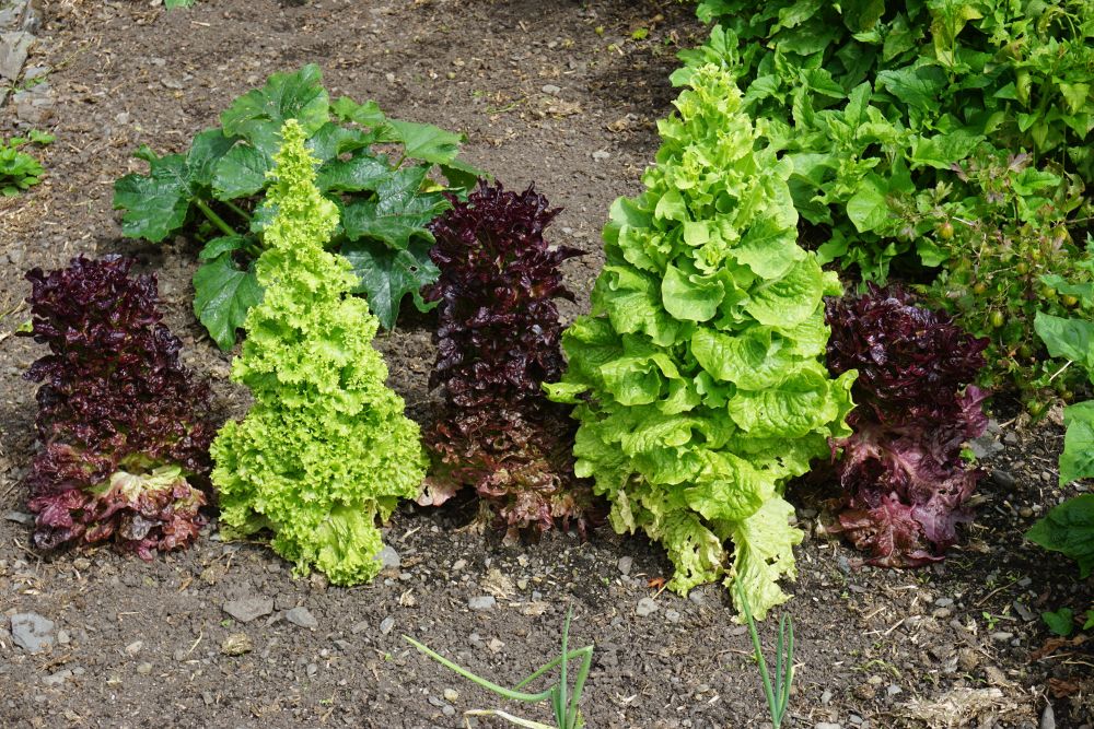 Bolted,Lettuce,Salads,In,A,Vegetable,Garden