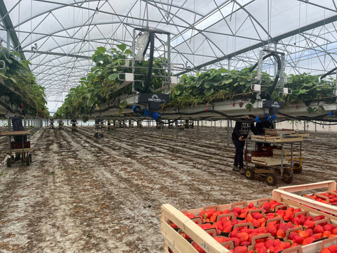 Ferme en hauteur Fraises Carletti