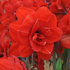 'DOUBLE KING' Amaryllis (Hippeastrum x 'double king') - Champlain Peony Company