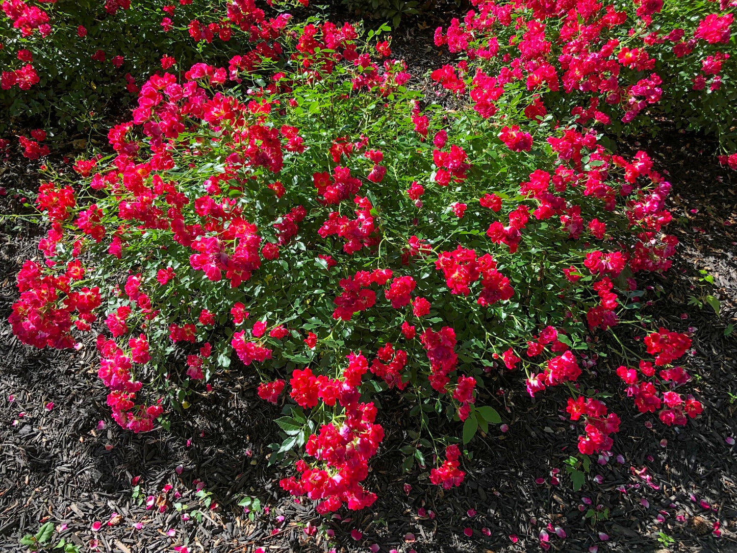'RED DRIFT' Shrub Rose (Rosa x 'red drift') – Champlain Peony Company