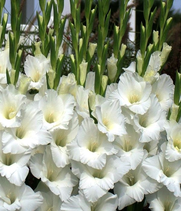 Lirio espada de AMSTERDAM (Gladiolus dalenii x grandiflora 'amsterdam') - Champlain Peony Company