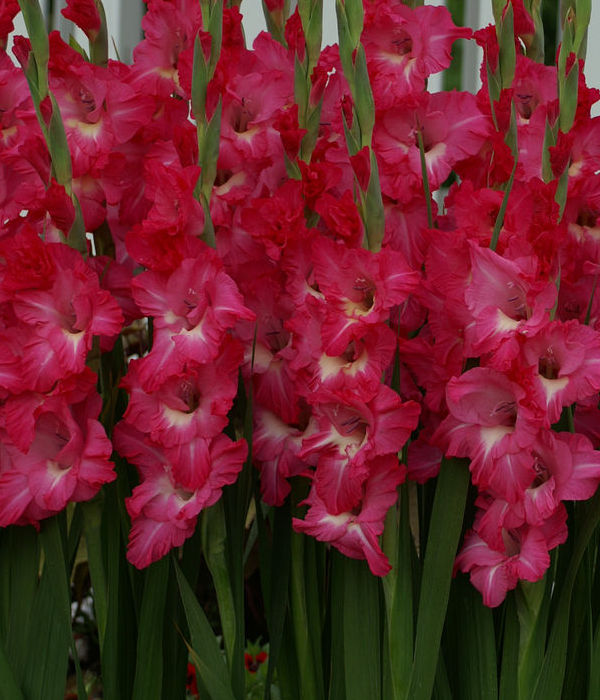 ATTRACTION' Sword Lily (Gladiolus dalenii x grandiflora 'atracción') - Champlain Peony Company