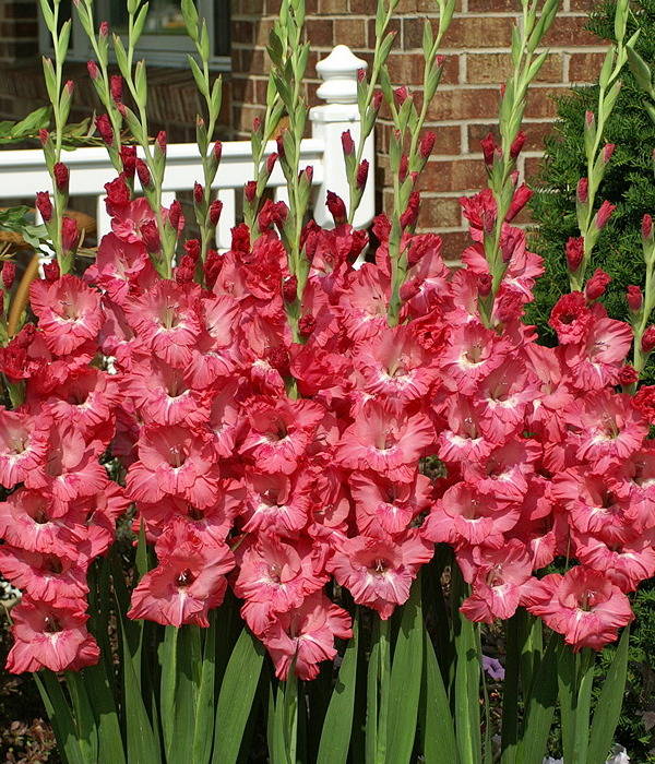 CHIT CHAT' Sword Lily (Gladiolus dalenii x grandiflora 'chit chat') - Champlain Peony Company