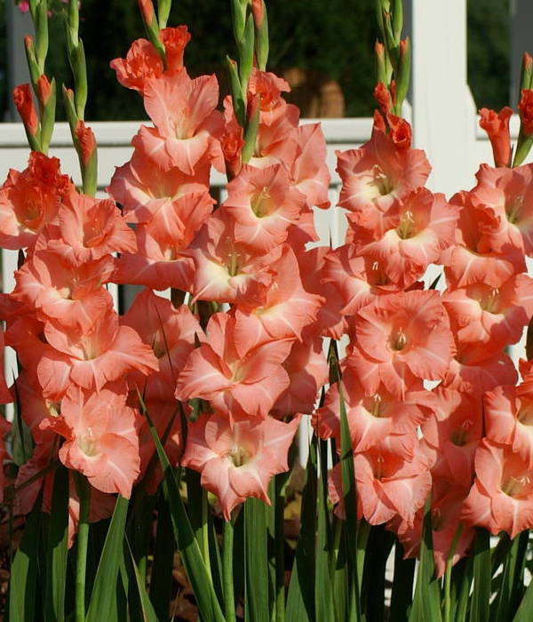 Lirio espada de OASIS (Gladiolus dalenii x grandiflora 'oasis') - Champlain Peony Company