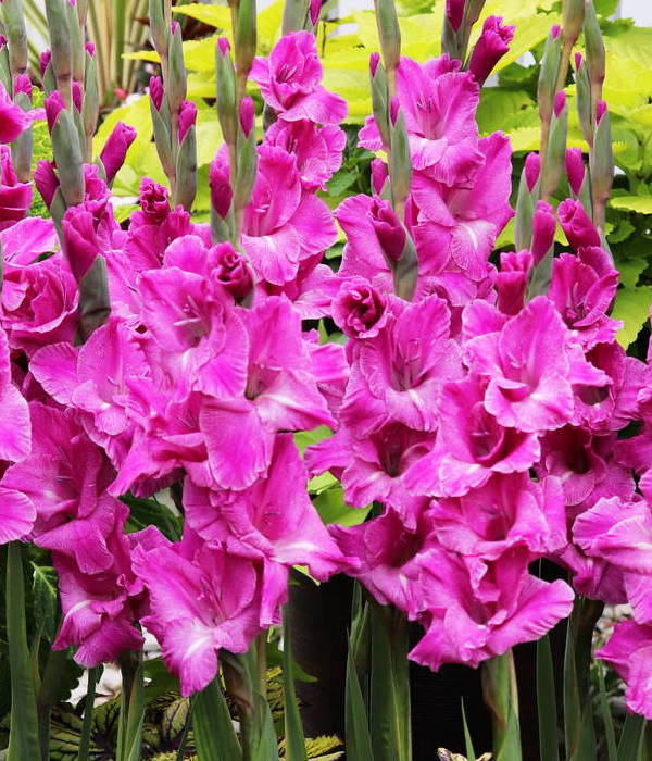 Lirio espada de PANAMÁ (Gladiolus dalenii x grandiflora 'panama') - Champlain Peony Company