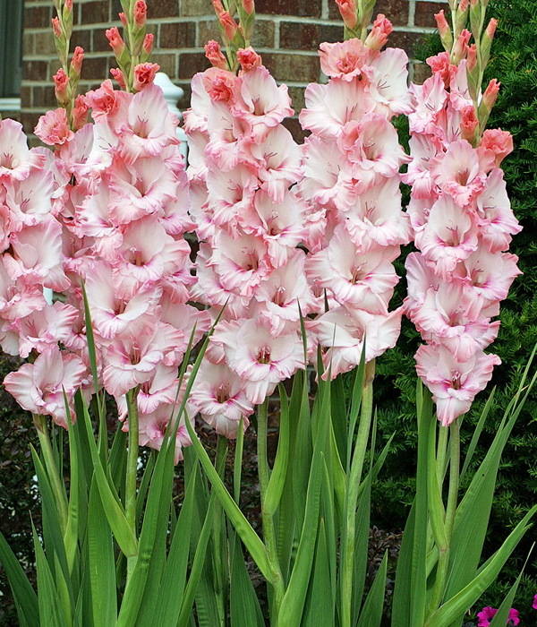 PINK DREAM' Sword Lily (Gladiolus dalenii x grandiflora 'pink dream') - Champlain Peony Company