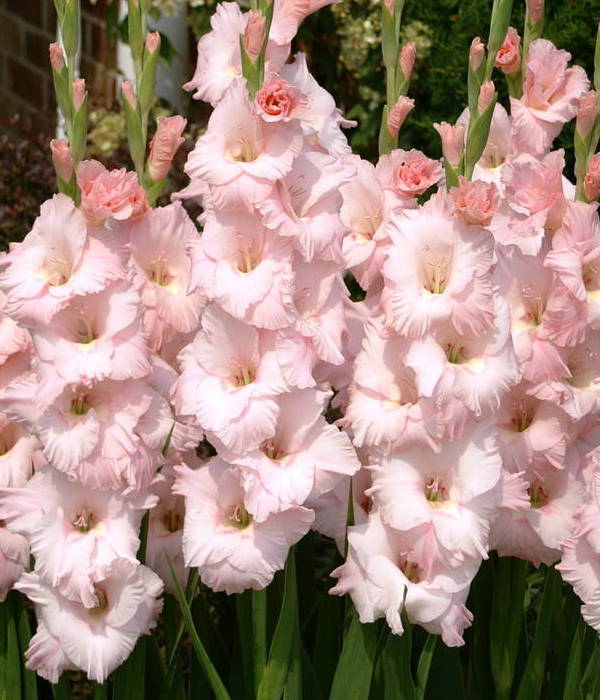 LIMONADA ROSA' (Gladiolus dalenii x grandiflora 'limonada rosa') – Champlain Peony Company