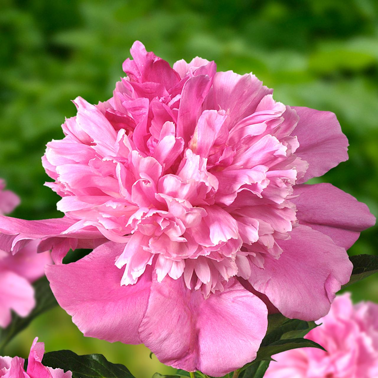 最も Paeonia lactiflora様専用 cerkafor.com