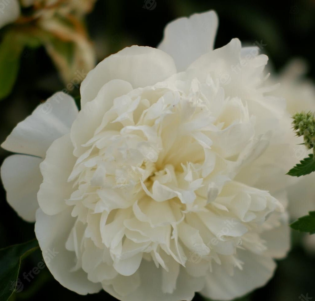 BRIGHT WHITE' Peony (Paeonia x lactiflora 'bright white') – Champlain Peony  Company