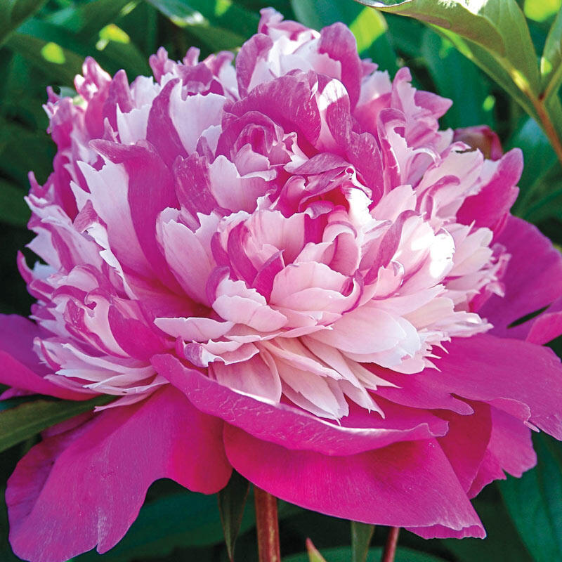 DYNASTY' Peony (Paeonia x lactiflora 'dynasty') – Champlain Peony