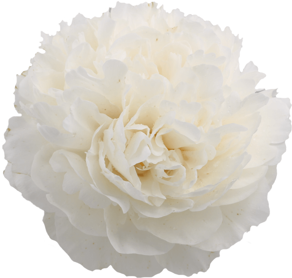 CLASS ACT' Peony (Paeonia x lactiflora 'class act') – Champlain Peony  Company