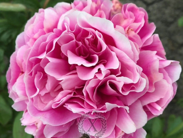 BEAUTIFUL SEÑORITA' Peony (Paeonia x lactiflora 'beautiful