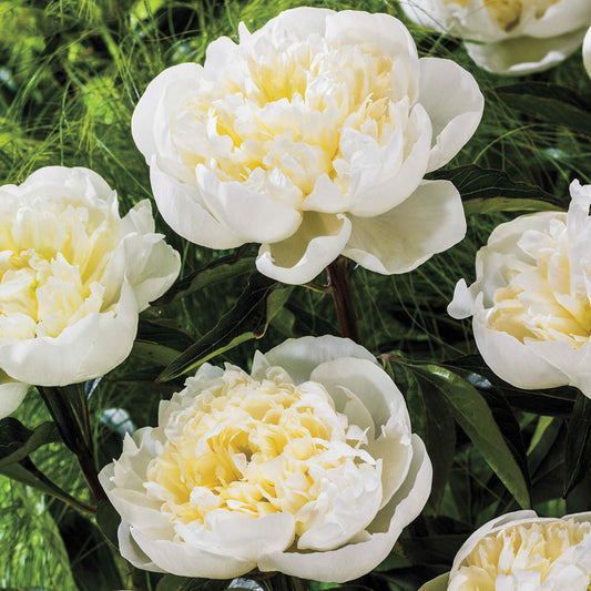 Bellissima™ Rose English Daisy