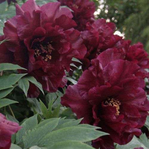 Plantas, semillas y bulbos Bulbos Francoise Ortegat Paeonia 3 Raices  