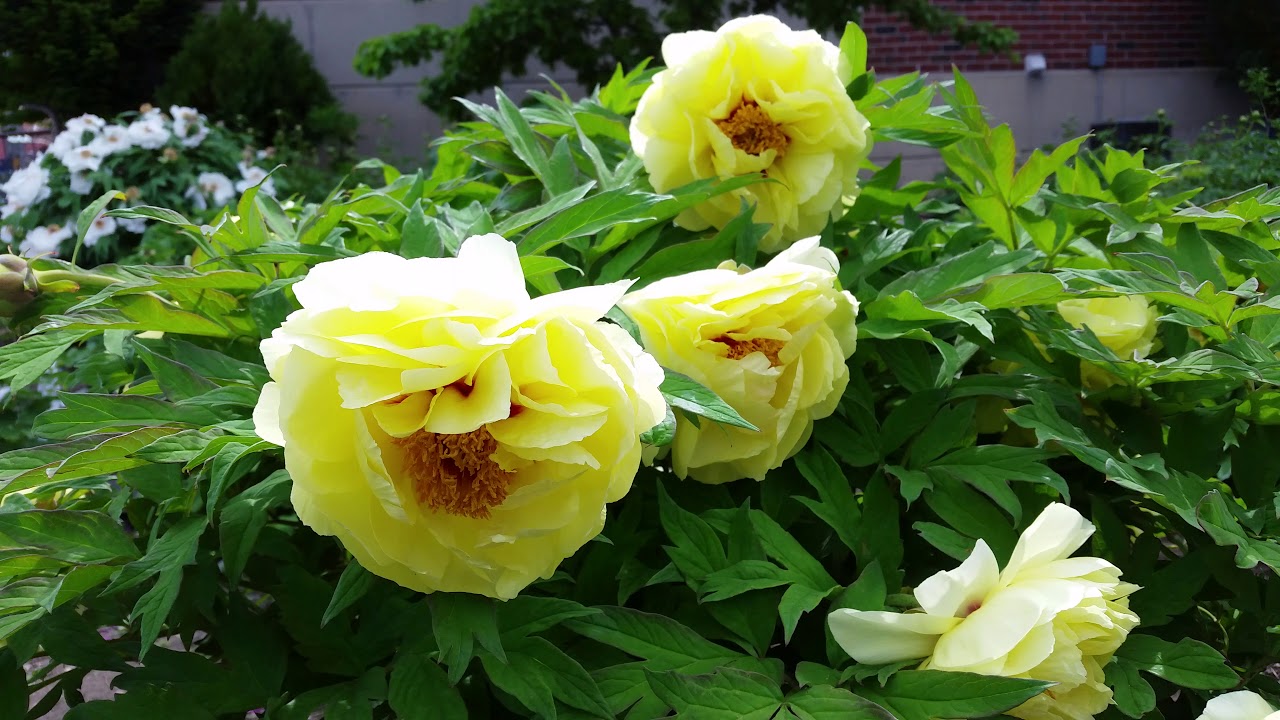 HIGH NOON' Tree Peony (Paeonia suffruticosa x lutea 'high noon') –  Champlain Peony Company