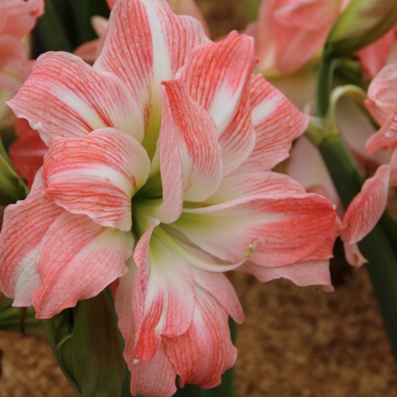 GIANT AMADEUS' Amaryllis (Hippeastrum x 'giant amadeus') – Champlain Peony  Company