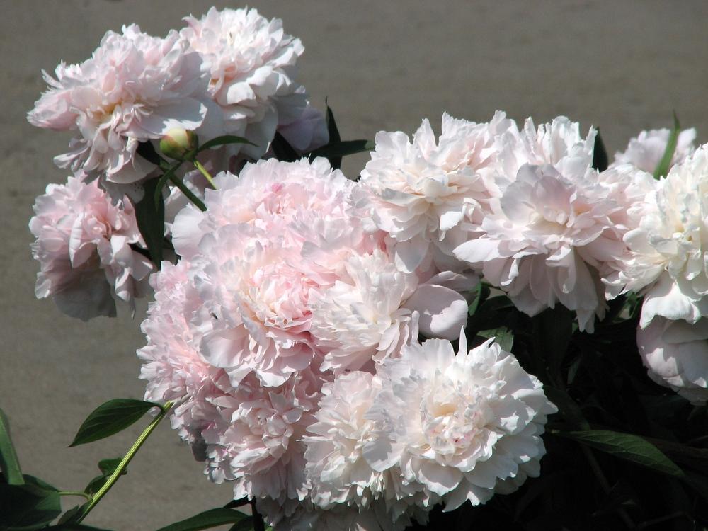 MADAME CALOT' Peony (Paeonia x lactiflora 'madame calot') – Champlain Peony  Company