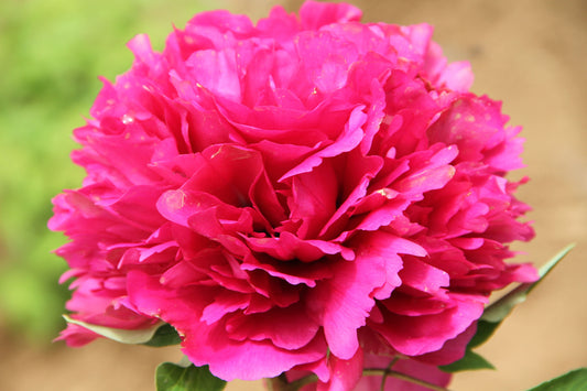 IDA'S PINK' Tree Peony (Paeonia x suffruticosa)