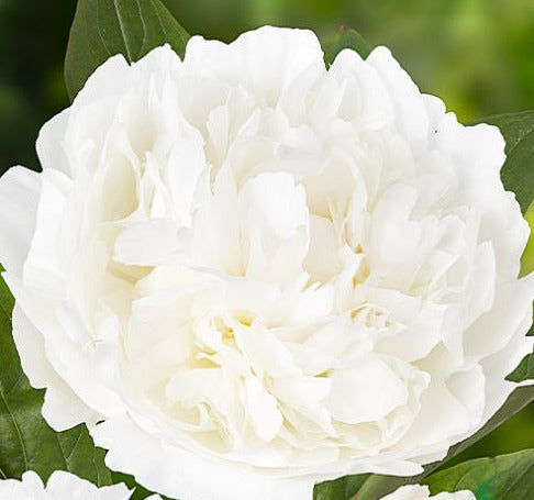 SNOW PRINCESS' Peony (Paeonia lactiflora x 'snow princess') – Champlain  Peony Company